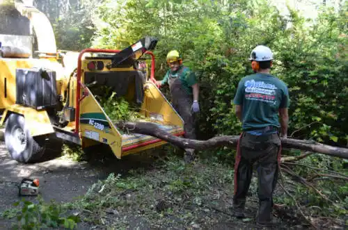 tree services Breckenridge